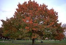 Quercus Rubra - Red Oak Trees from Heathwood Nurseries